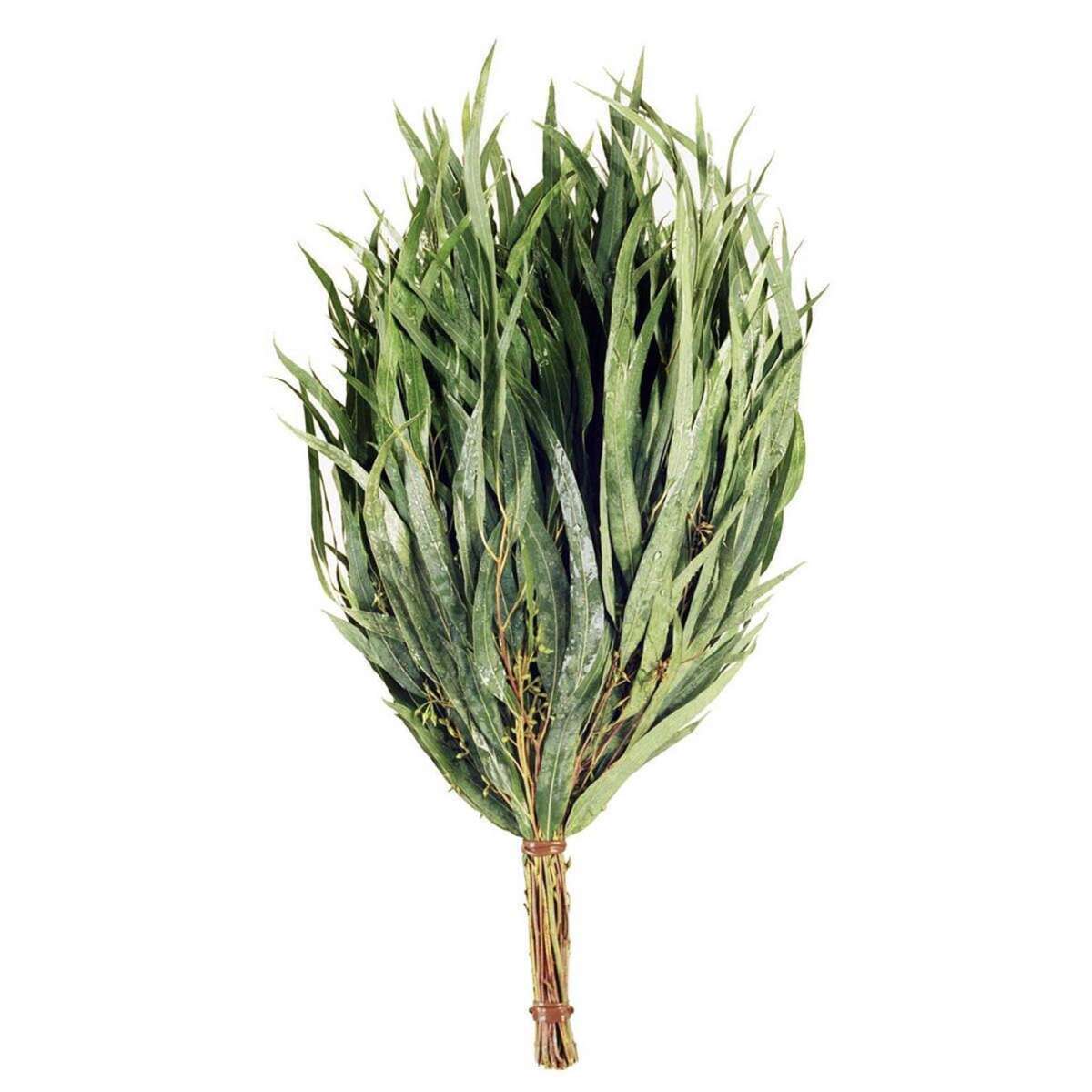 Gerbe De Branches Eucalyptus box